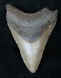 Lower Megalodon Tooth - North Carolina #14447-1